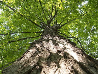 25 SUGAR MAPLE Syrup TREE Native Rock Fall Color Acer Saccharum Seeds